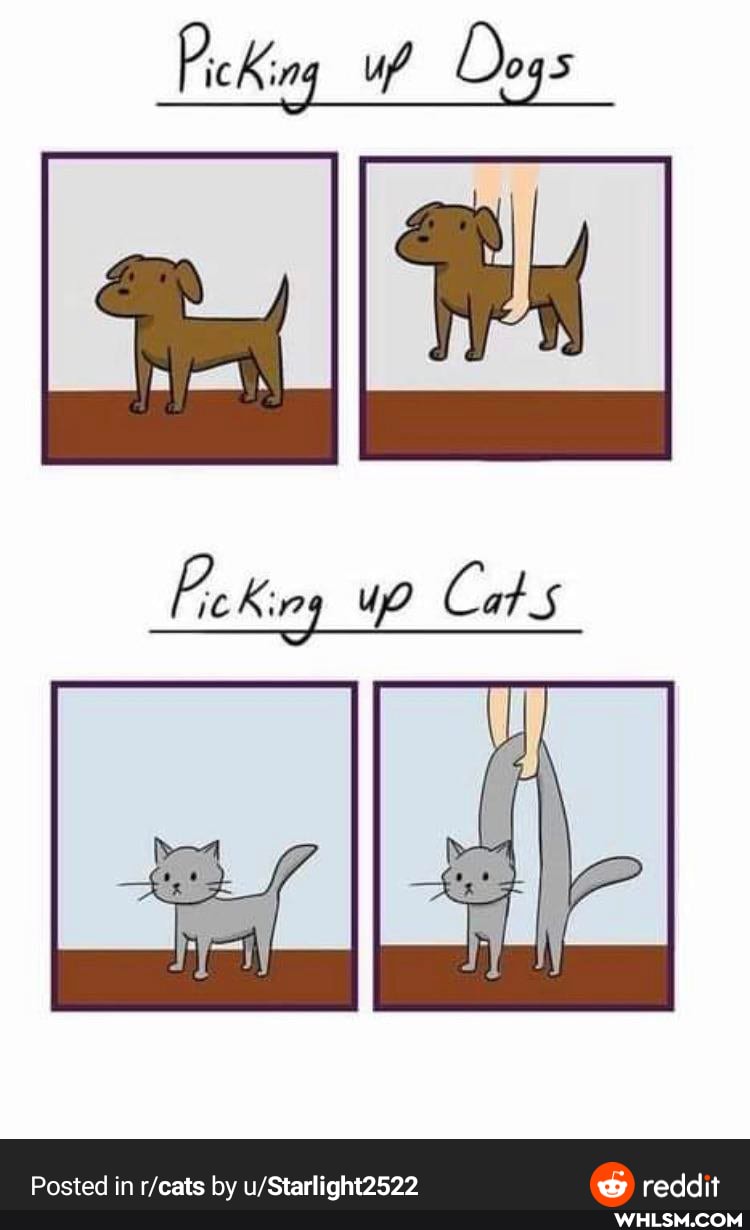 Dogs
Cats
Posted in feats by reddit