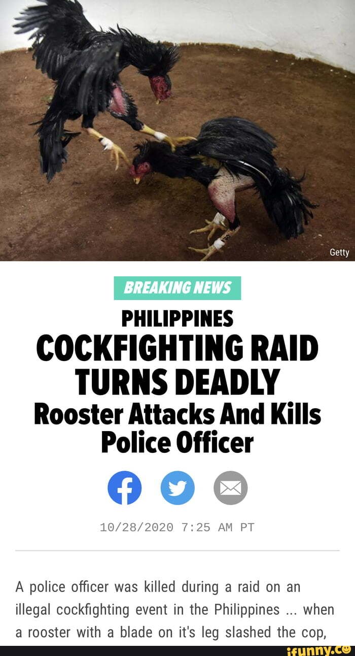 Getty Breaking News Philippines Cockfighting Raid Turns Deadly Rooster Attacks And Kills Police 