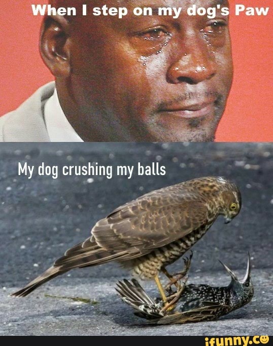When I step on my dog's Paw
My dog crushing my balls