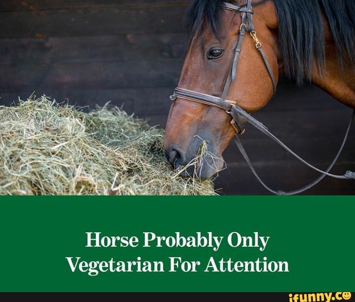 Horse Probably Only Vegetarian For Attention - iFunny