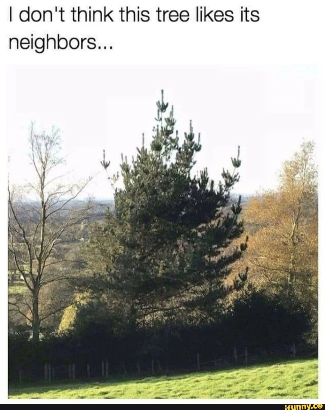 I don't think this tree likes its neighbors... BS