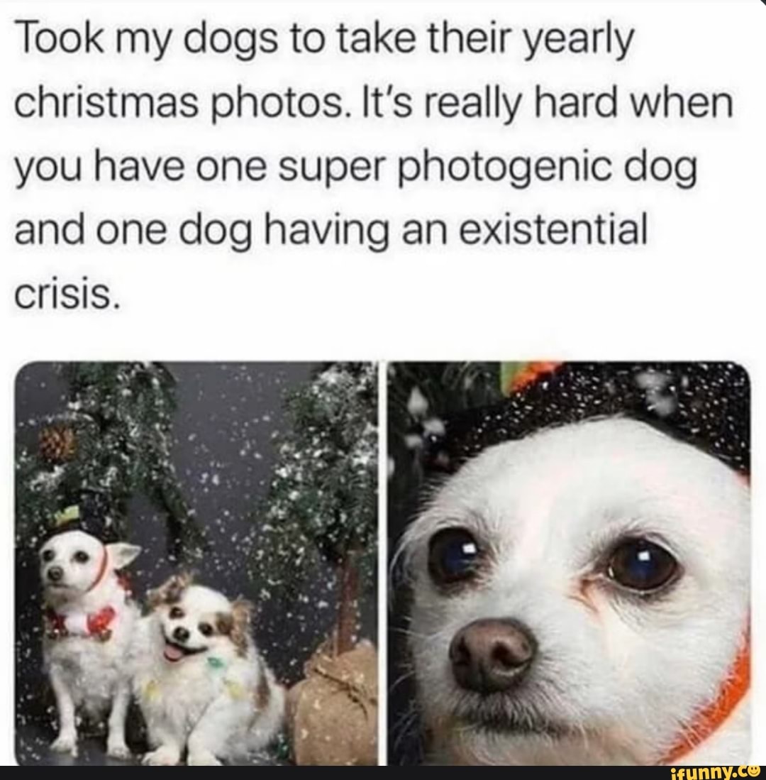 Took my dogs to take their yearly christmas photos. It's really hard when you have one super photogenic dog and one dog having an existential
Crisis.
SS