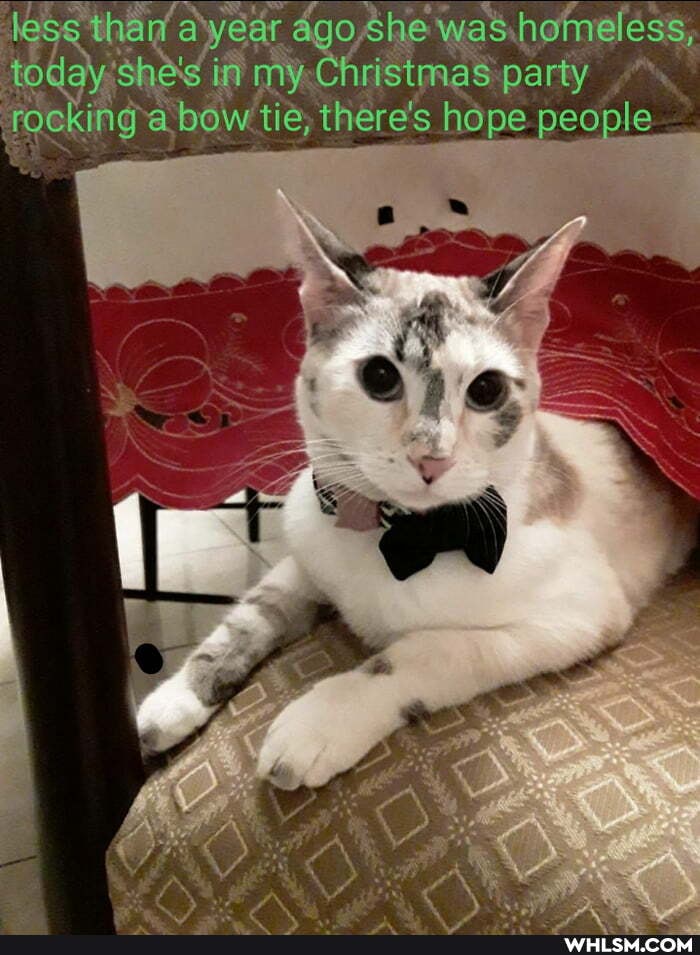 lesg thar a'year ago she was homeless,
today she's in my Christmas party rocking a bow tie, there's hope people