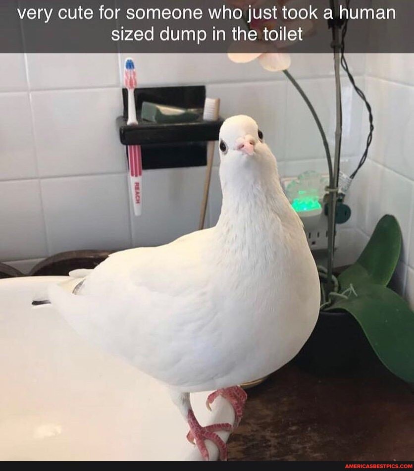 very cute for someone who just took a human sized dump in the toilet