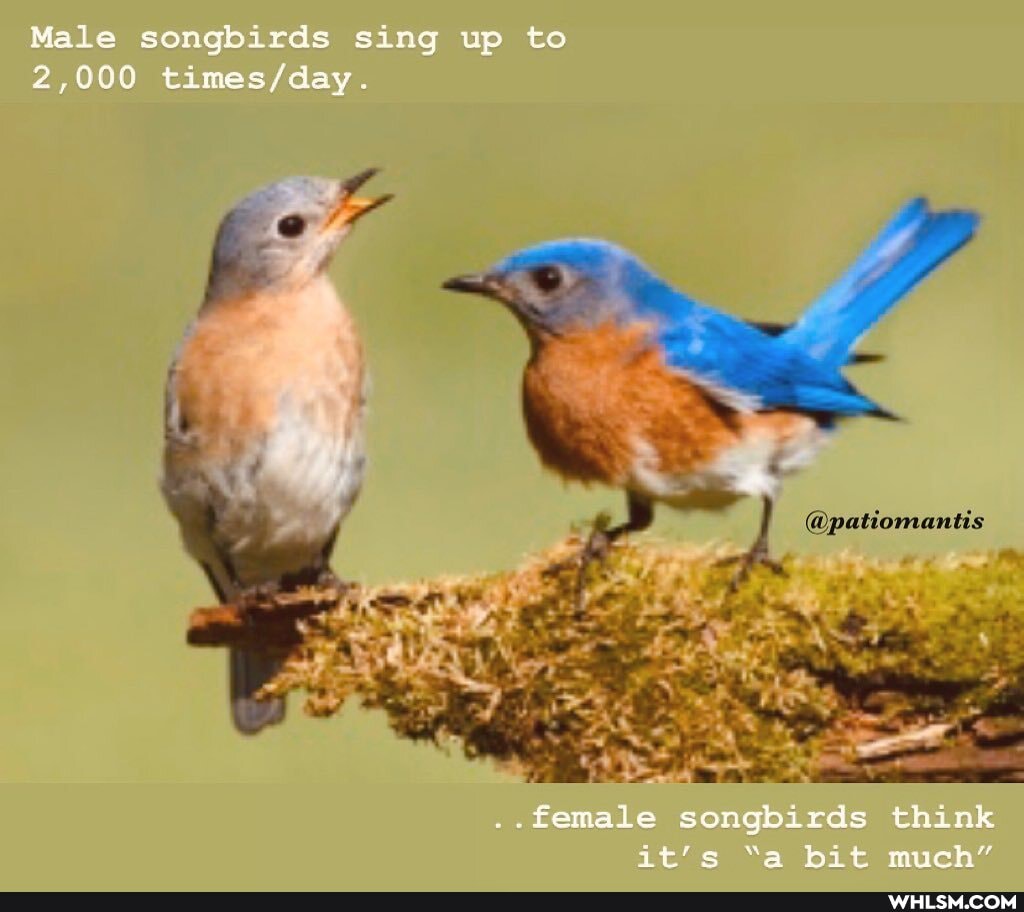 Male songbirds sing up to
2,000
..female songbirds think it's "a bit much"