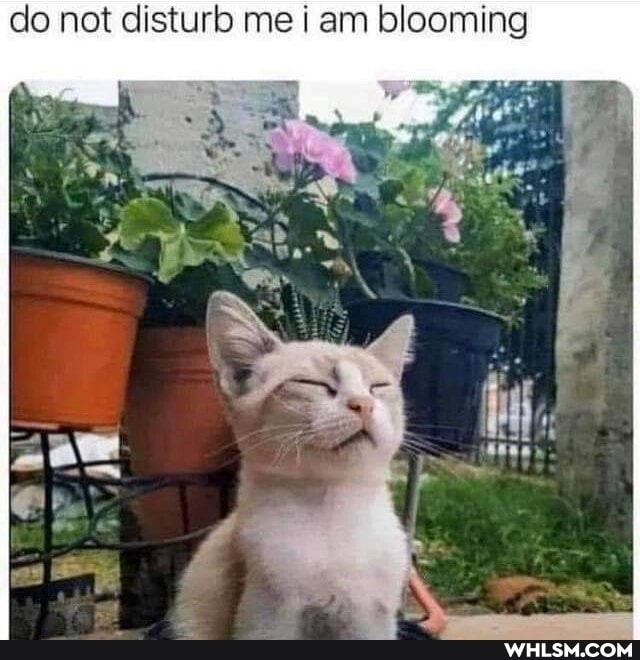 do not disturb me am blooming