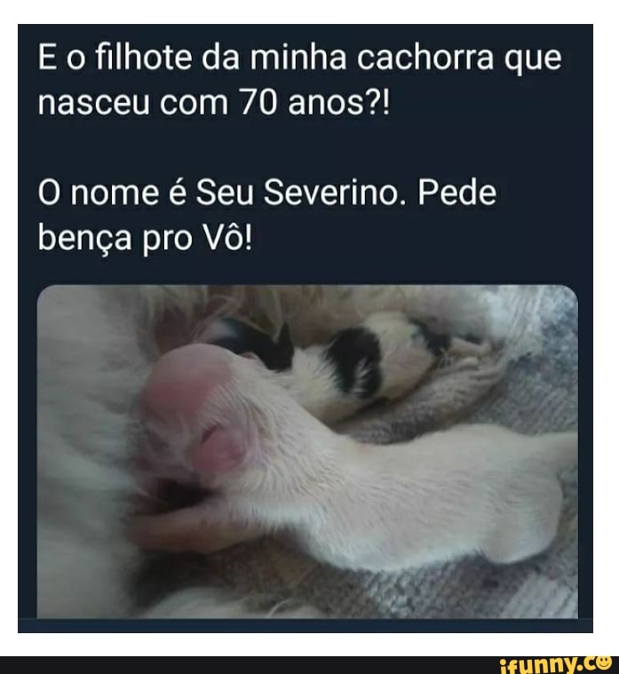 E o filhote da minha cachorra que nasceu com 70 anos?!
O nome é Seu Severino. Pede bença pro Vô!