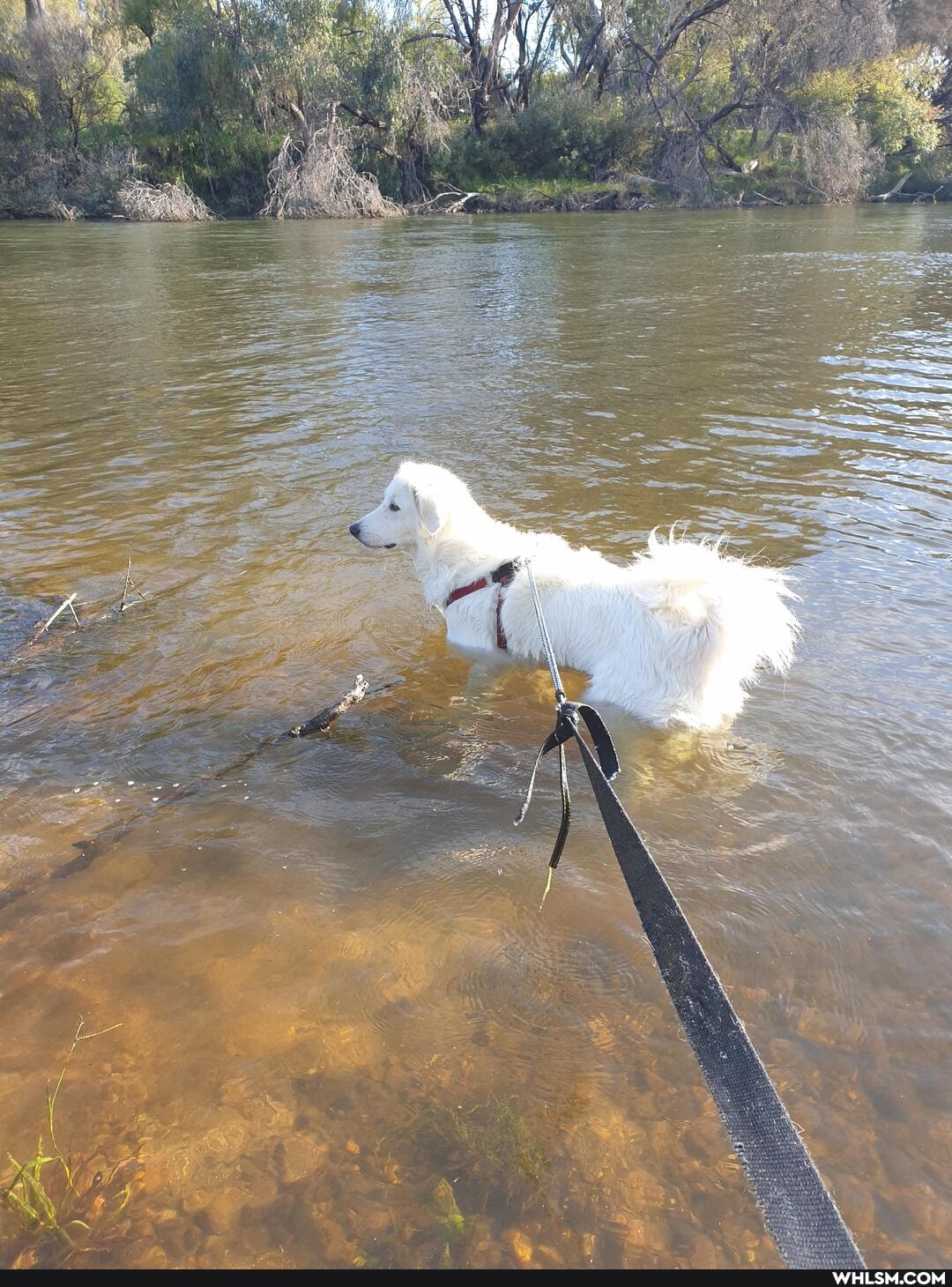 national_puppy_day, puppersanddoggos