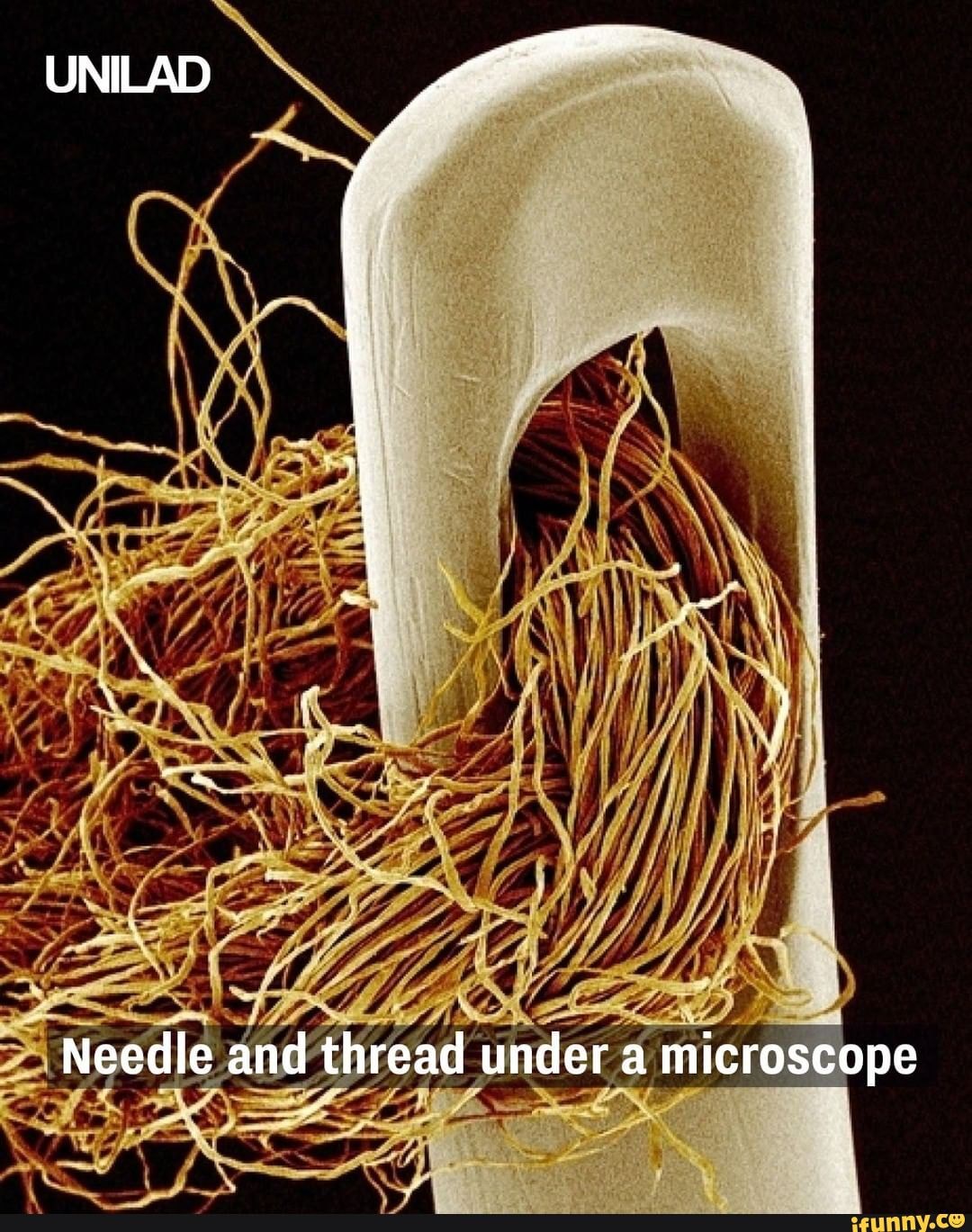 UNILAD Needle and thread under a microscope iFunny