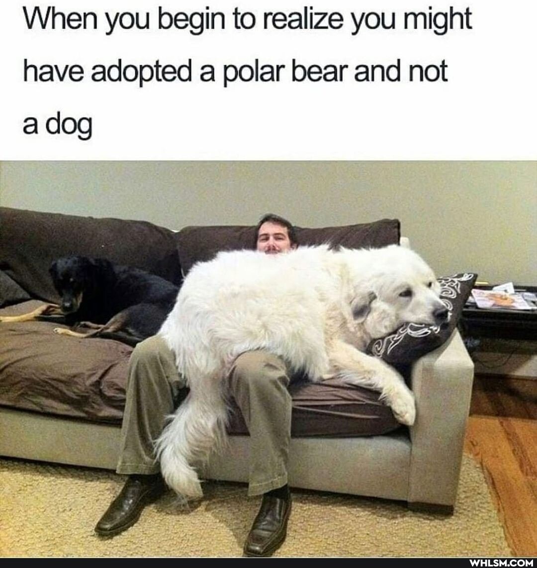 When you begin to realize you might
have adopted a polar bear and not a dog
