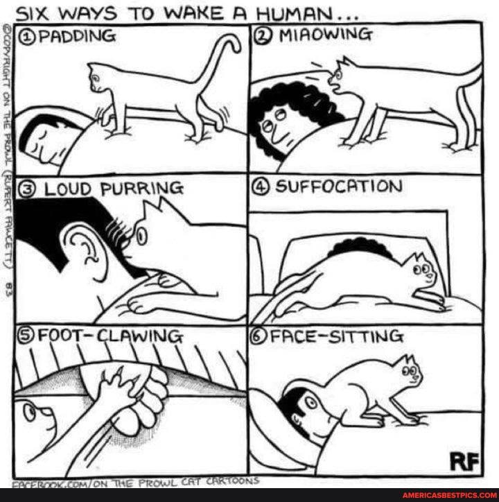 SIK WAYS TO WAKE
HUMAN
LOUD PURRING
SUFFOCATION