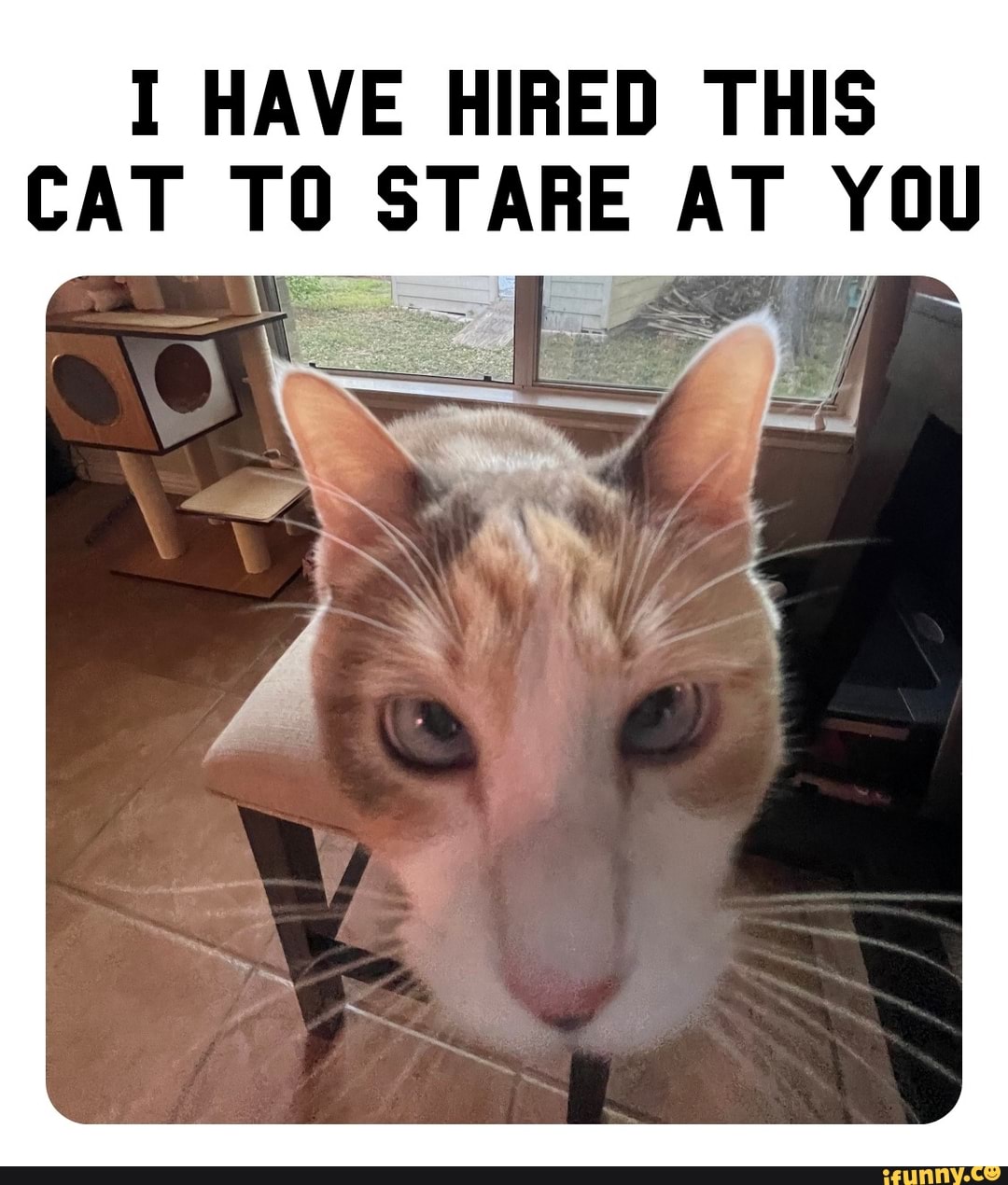 Funny Stare - Best Collection