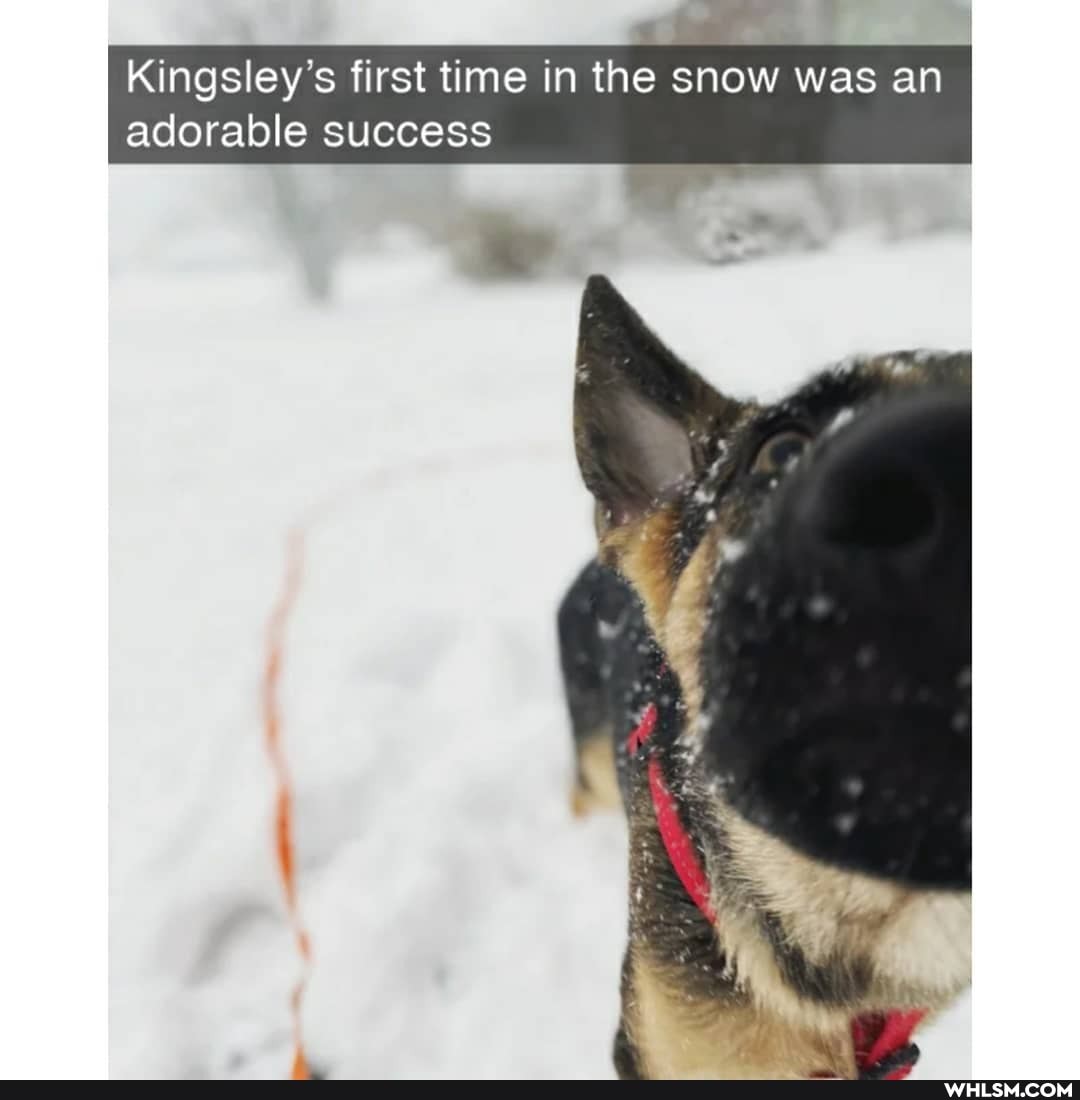 Kingsley's first time in the snow was an adorable success