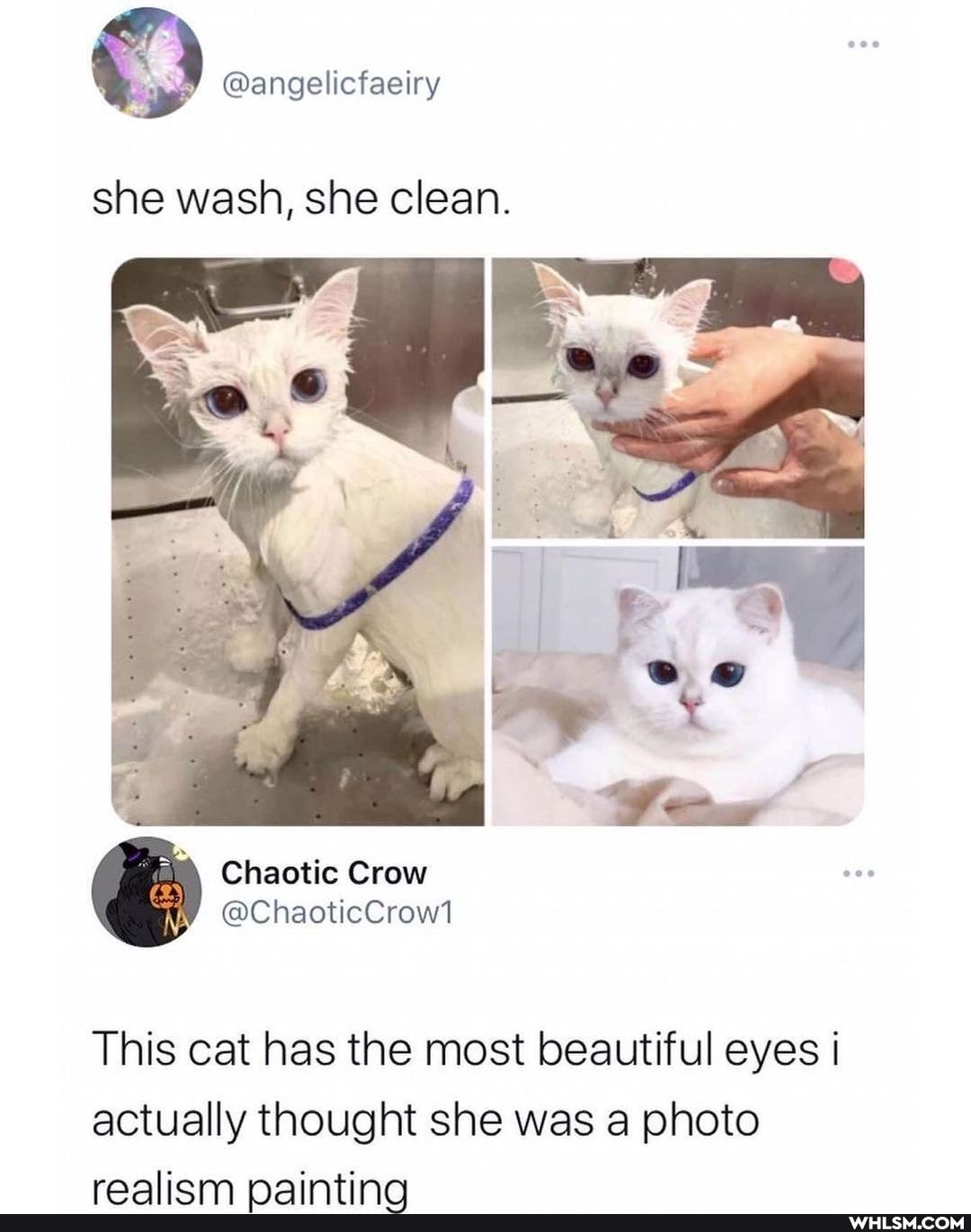 she wash, she clean.
This cat has the most beautiful eyes i actually thought she was a photo
raaliam naintinga