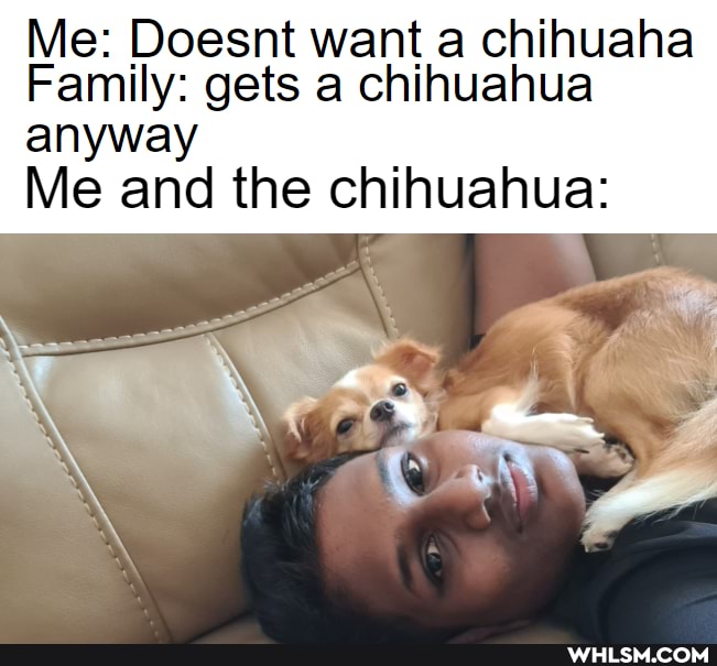 Me: Doesnt want a chihuaha
Family: gets a chihuahua anyway
Me and the chihuahua: