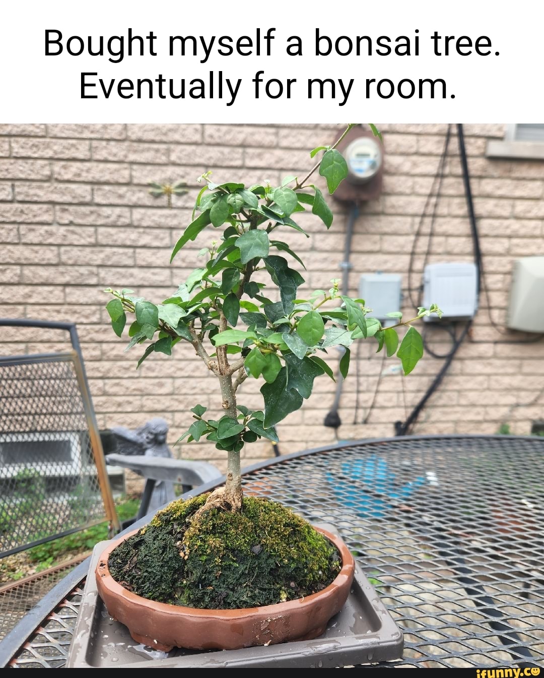 Bonsai Memes. Best Collection Of Funny Bonsai Pictures On Ifunny