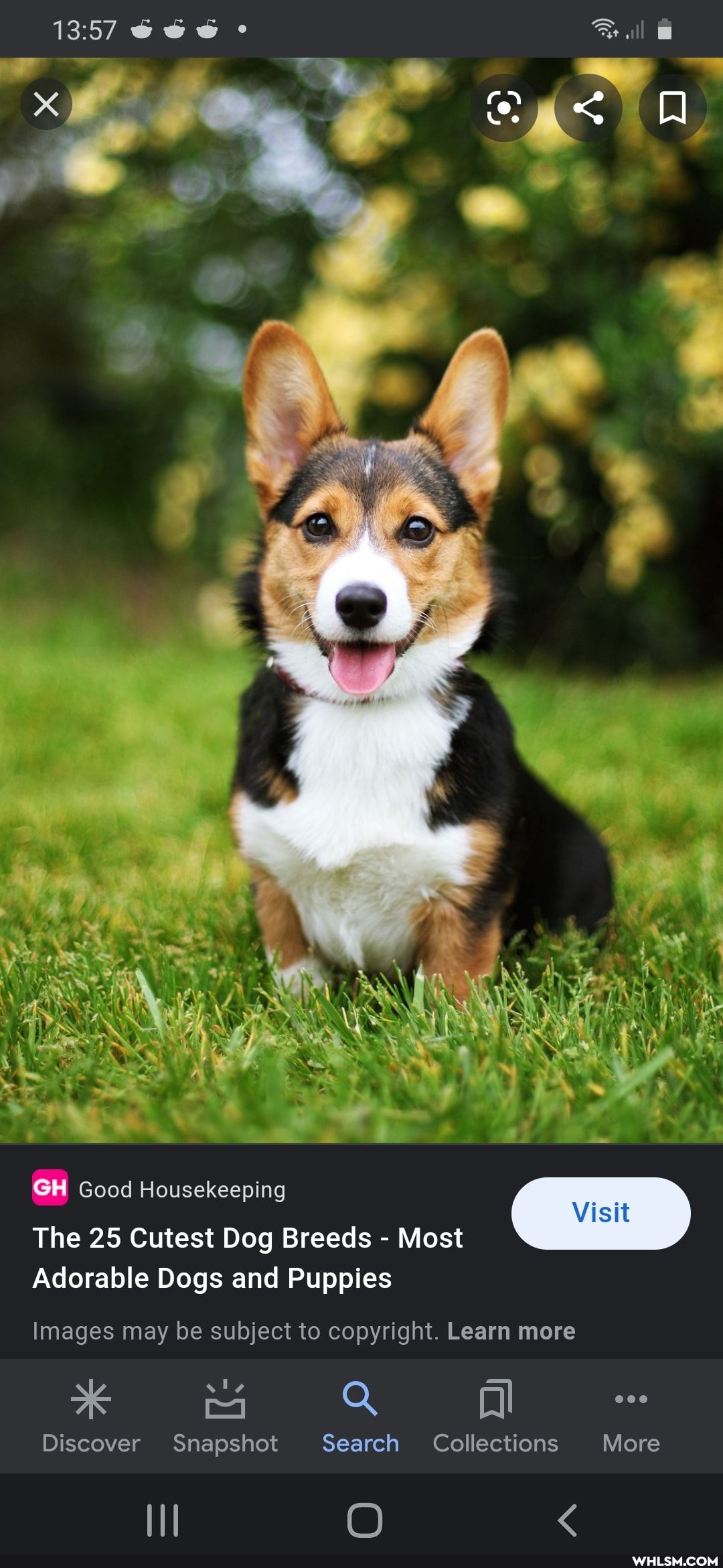 all
GH
GH Good Housekeeping
The 25 Cutest Dog Breeds - Most
Adorable Dogs and Puppies
isi
Images may be subject to copyright. Learn more
Discover Snapshot Search Collections More