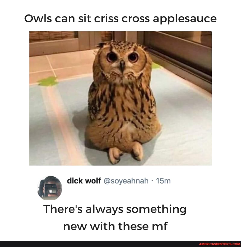 Owls can sit criss cross applesauce
ff dick wolf @soyeahnah
There's always something new with these mf
