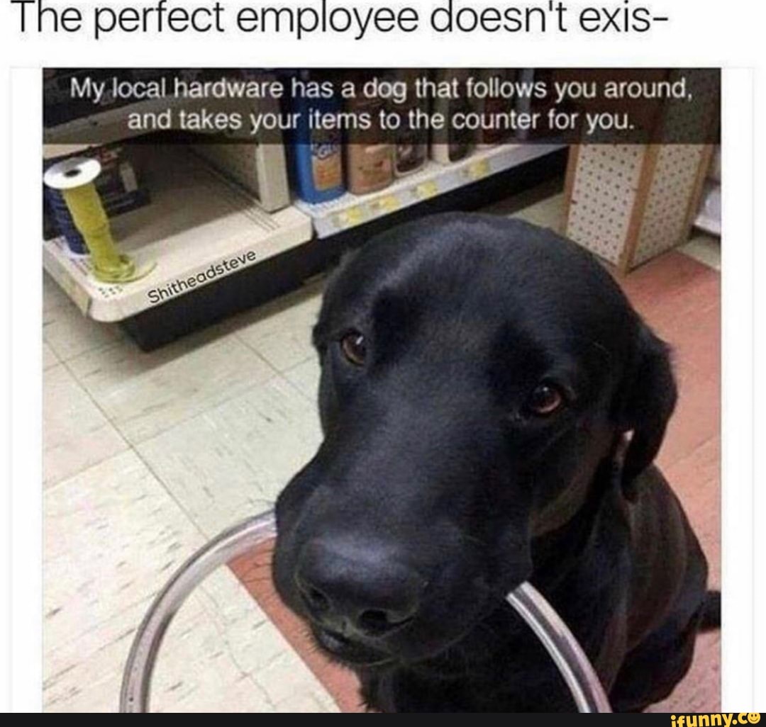 perrect employee GOSSN
My local hardware has a dog that follows you around, and takes your items to the counter for you.