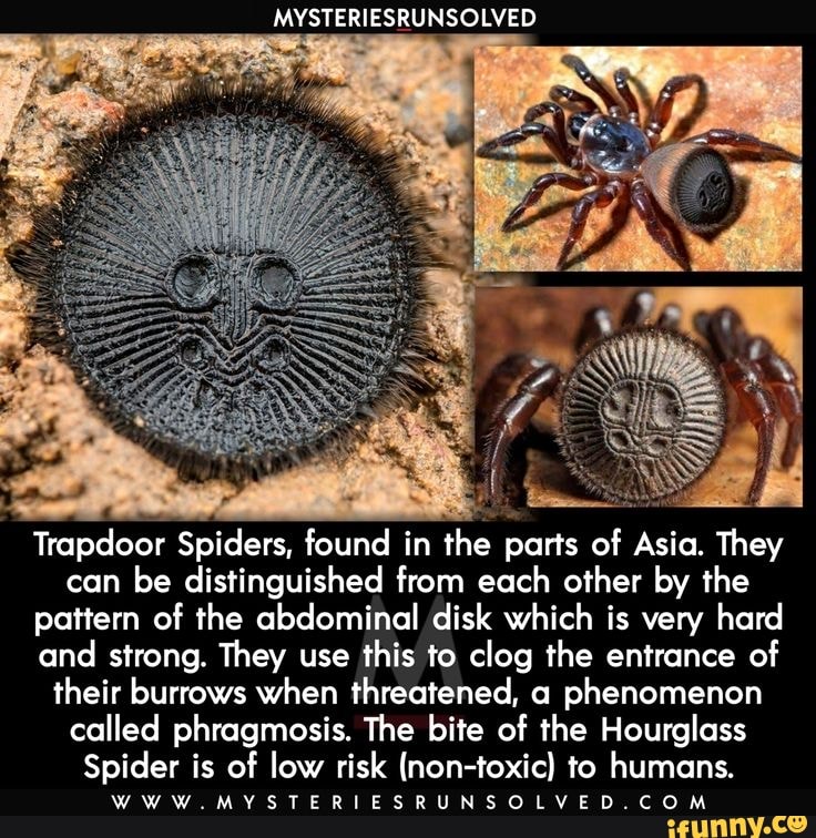 MYSTERIESRUNSOLVED Trapdoor Spiders, found in the parts of Asia. They can be distinguished from