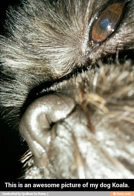 This is an awesome picture of my dog Koala. - This is an awesome picture of my dog Koala.