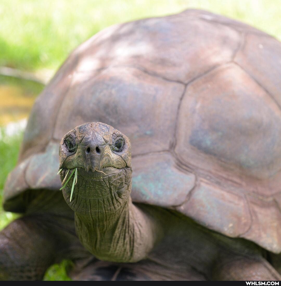 pets, tortoise, old