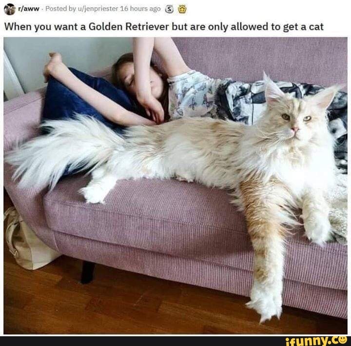 When you want a
Golden Retriever