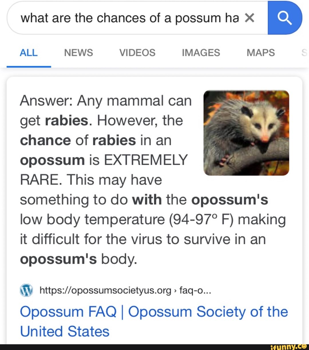Possums Get Rabies What are the chances of a possum ha X ALL NEWS VIDEOS IMAGES MAPS ...