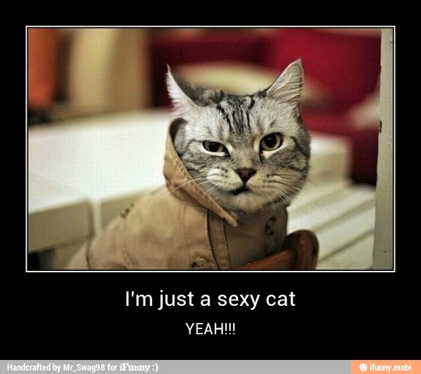 I'm just cat - I'm just a sexy cat
YEAH!!!