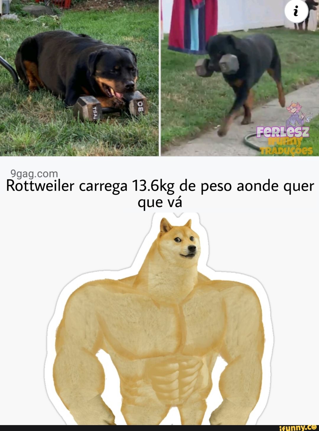 Rottweiler carrega 13.6kg de peso aonde quer que vá
