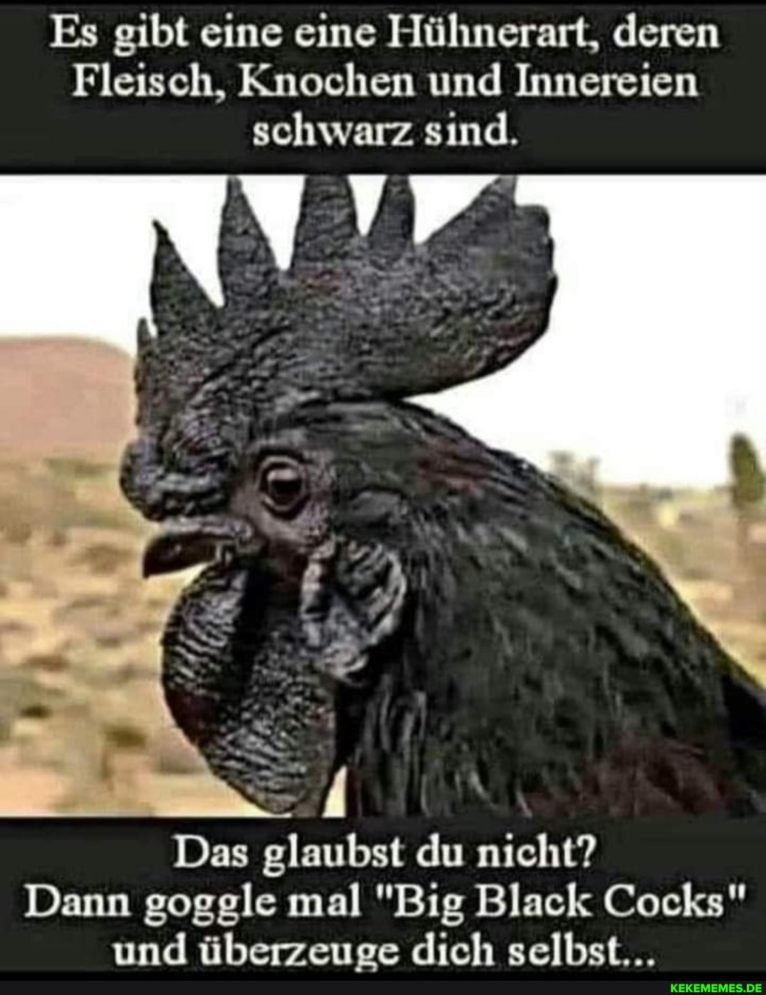Es gibt eine eine Hühnerart, deren
Fleisch, Knochen und Innereien schwarz sind.
Das glaubst du nicht?
Dann goggle mal "Big Black Cocks" und überzeuge dich selbst...