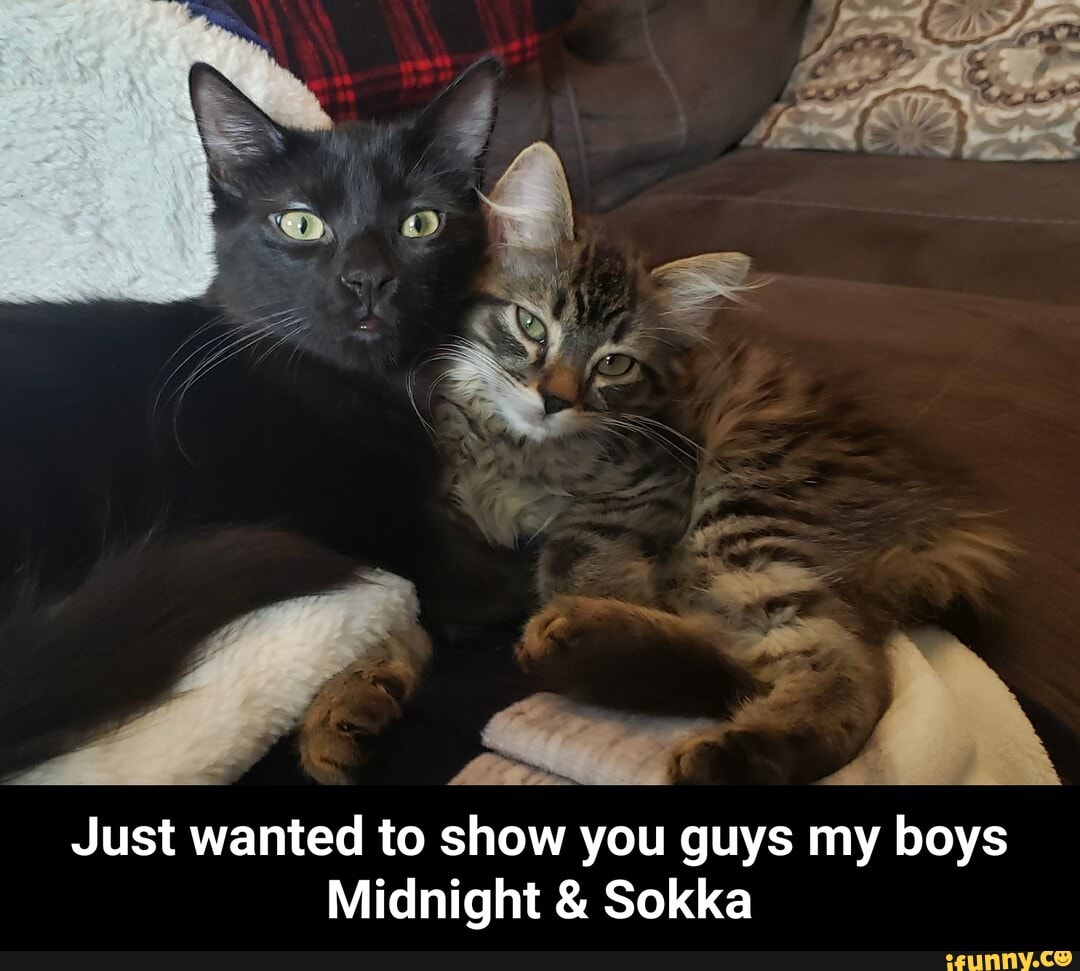 Just wanted to show you guys my boys
Midnight & Sokka - Just wanted to show you guys my boys Midnight & Sokka