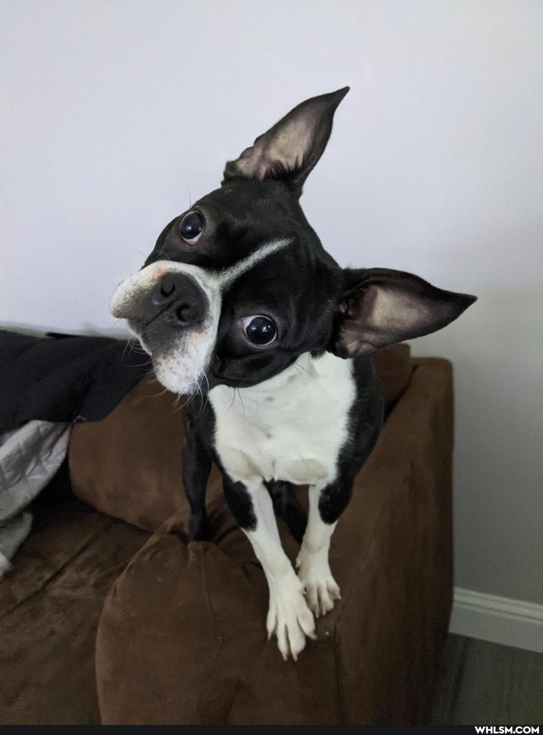 boston_terrier, aww