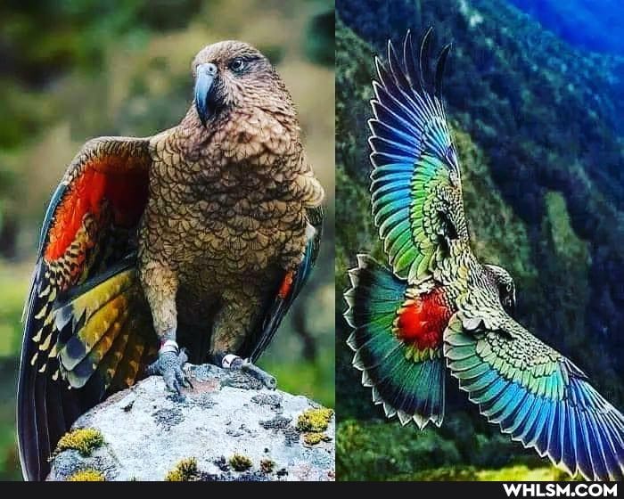 nature, photography, beautiful, parrot