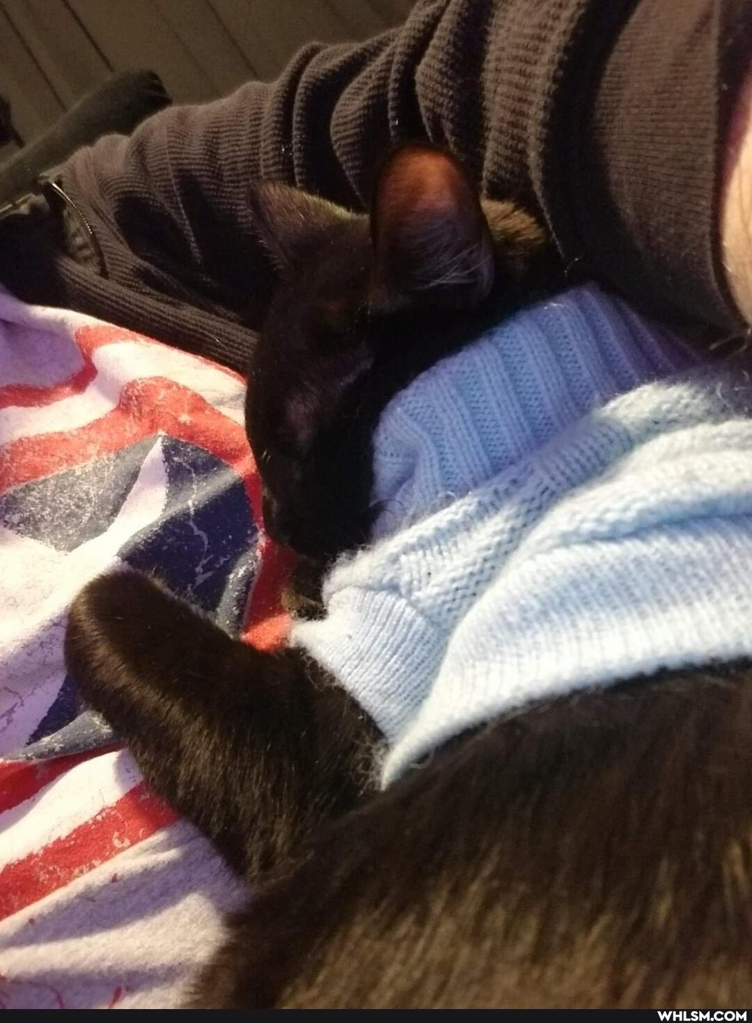 caturday, aww, cat