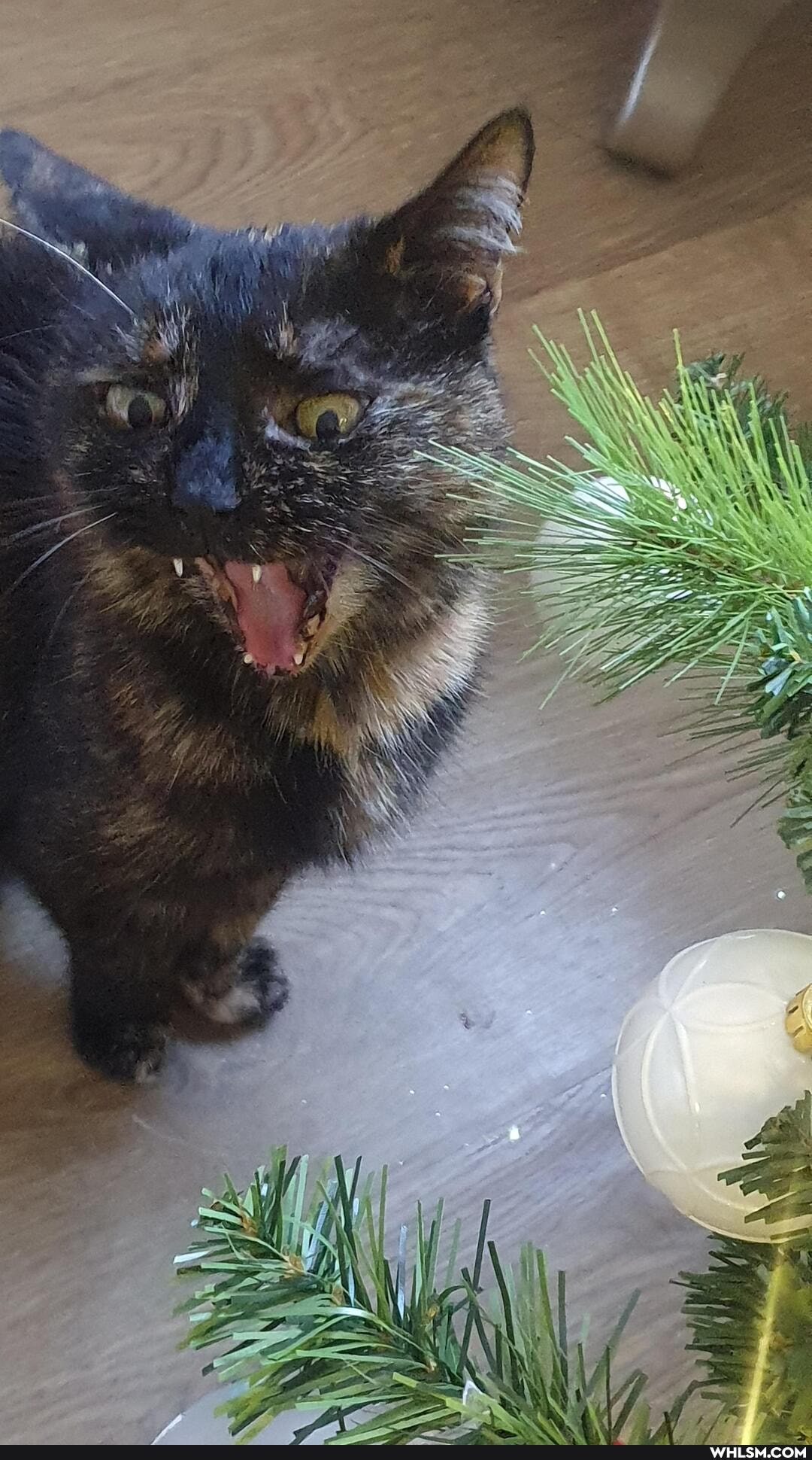 cat, aww, funny_cats