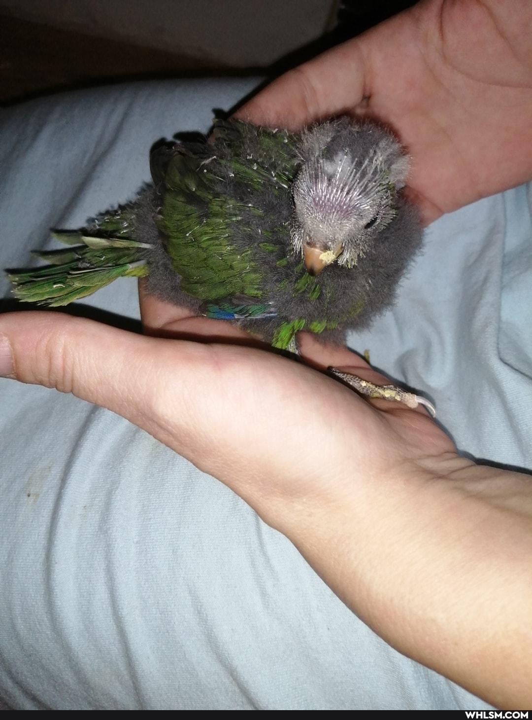 baby, birds, baby_animals, bird, kakariki