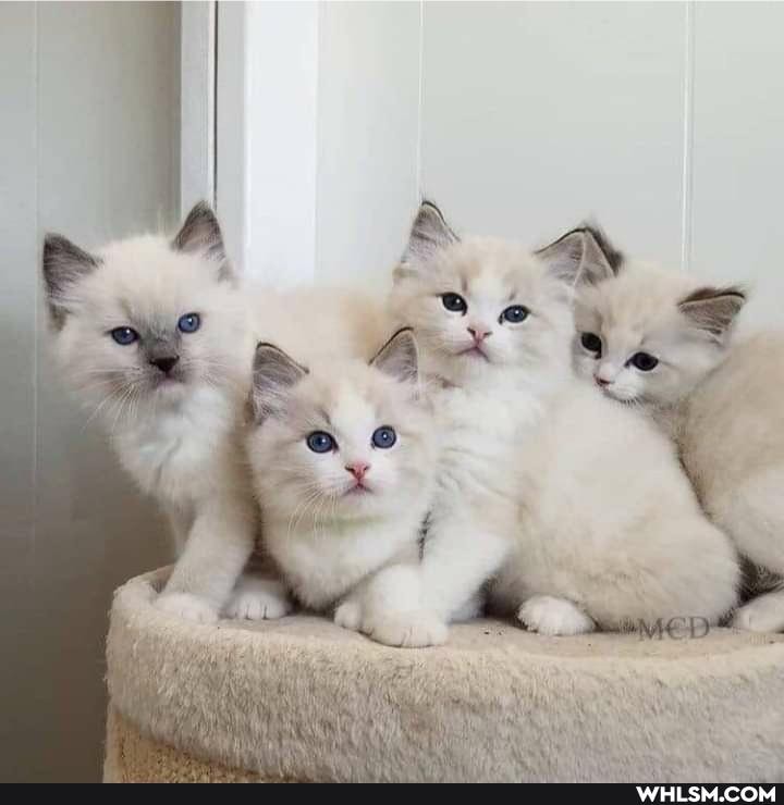 cat, cats, cute_animal