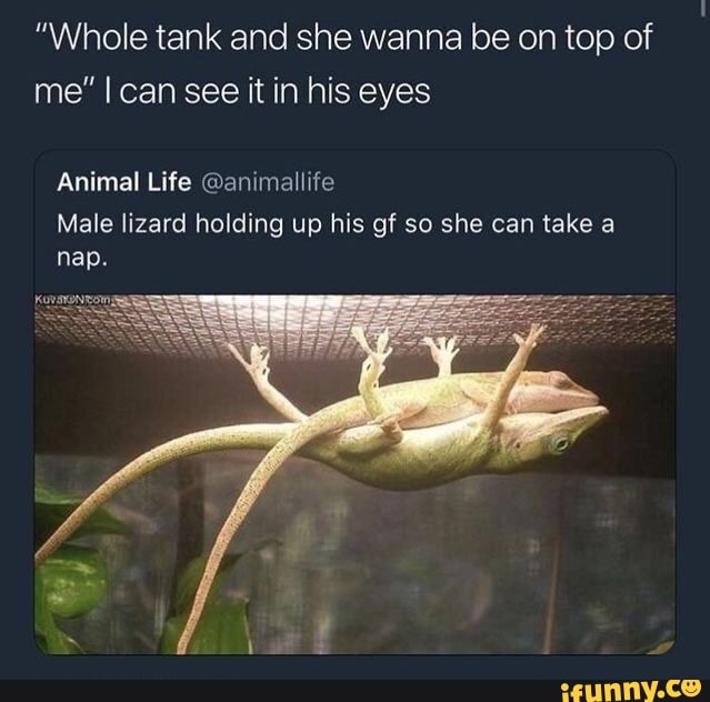 "Whole tank and she wanna be on top of
me" I can see it in his eyes
Animal Life @animallife
Male lizard holding up his gf so she can take a
nap.
