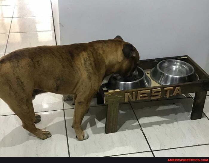 dog, taking, benefit, quarantine, home, food, table