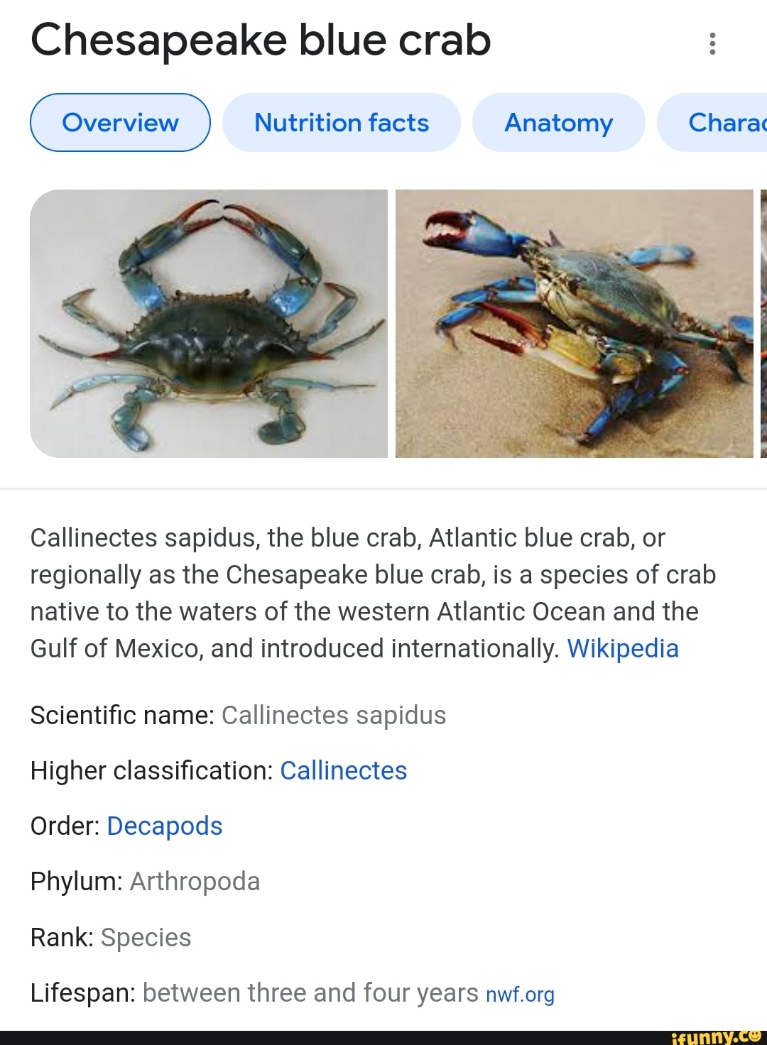 Chesapeake blue crab Nutrition facts Anatomy Chara Callinectes sapidus