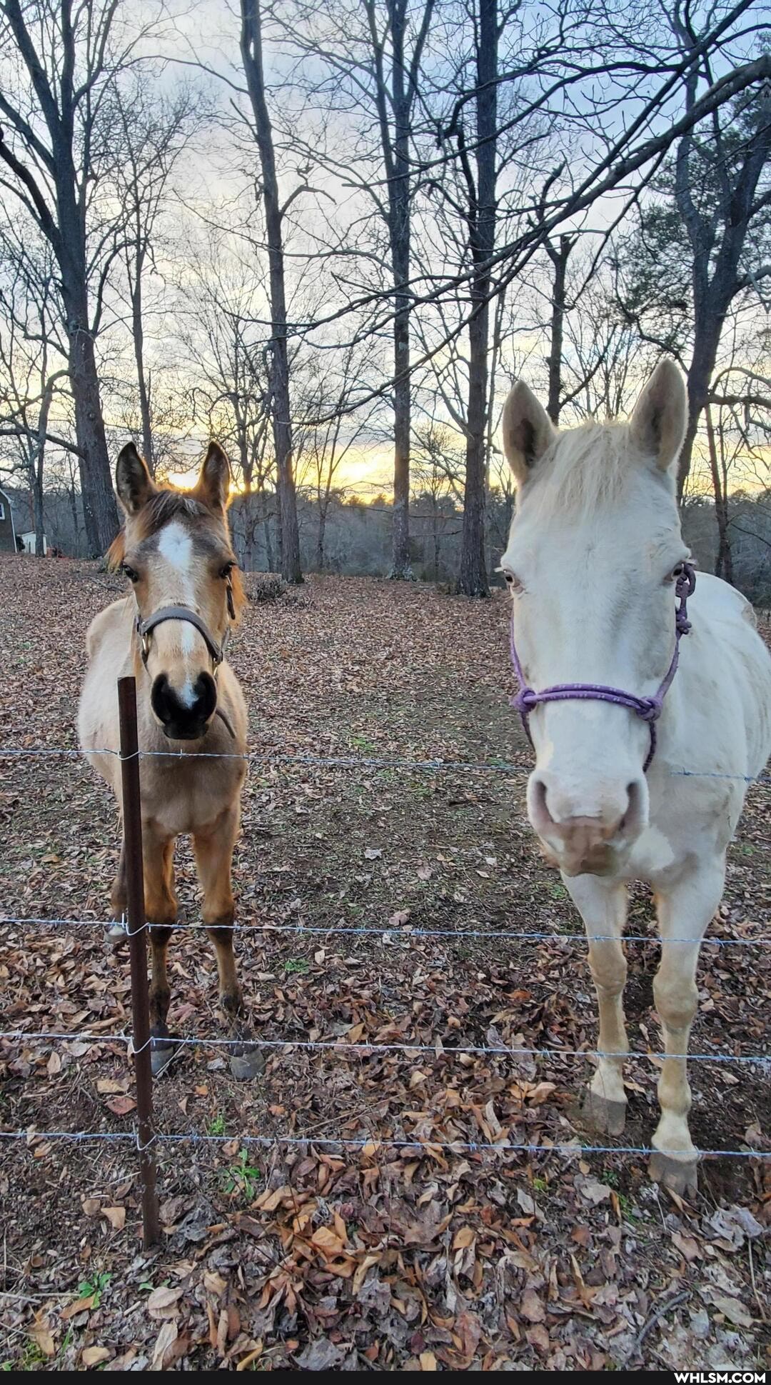 horses