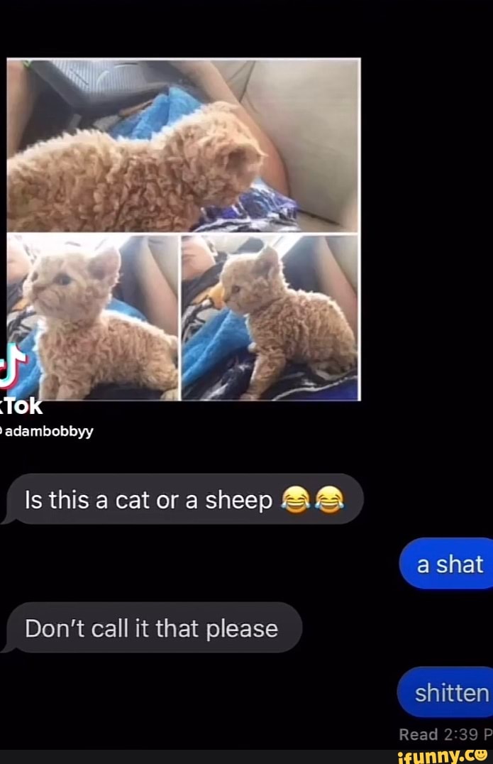 Jadambobbyy
Is this a cat or sheep BA
a shat
Don't call it that please
shitten
Read P