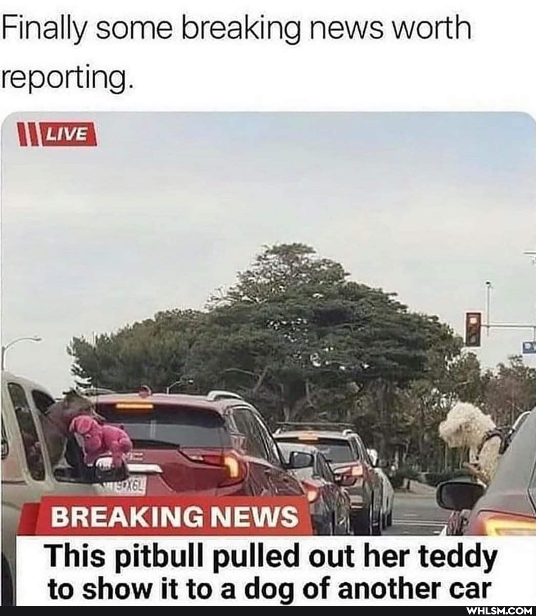 Finally some breaking news worth reporting.
LIVE
This pitbull pulled out her teddy
tq chow it to dog af another car