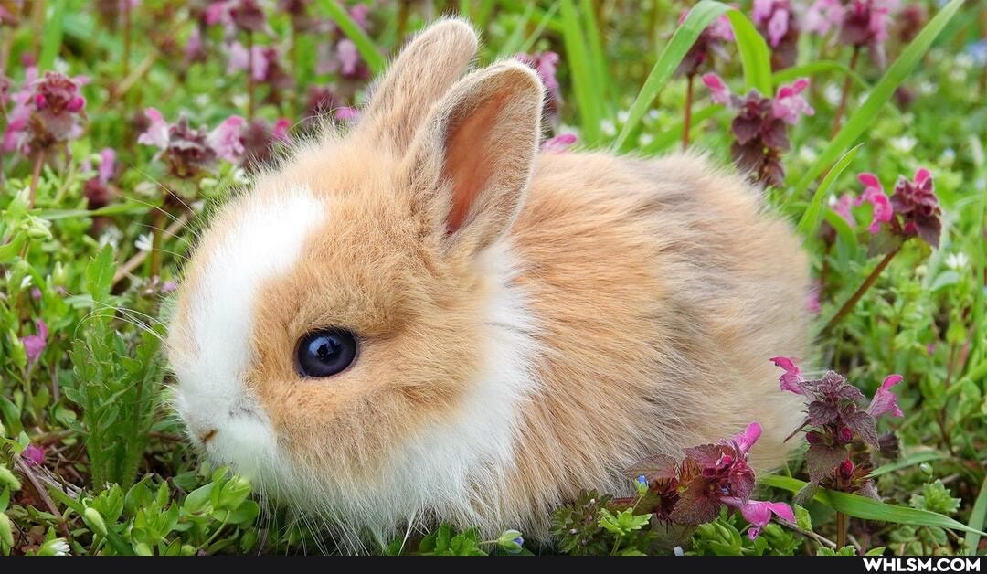 aww