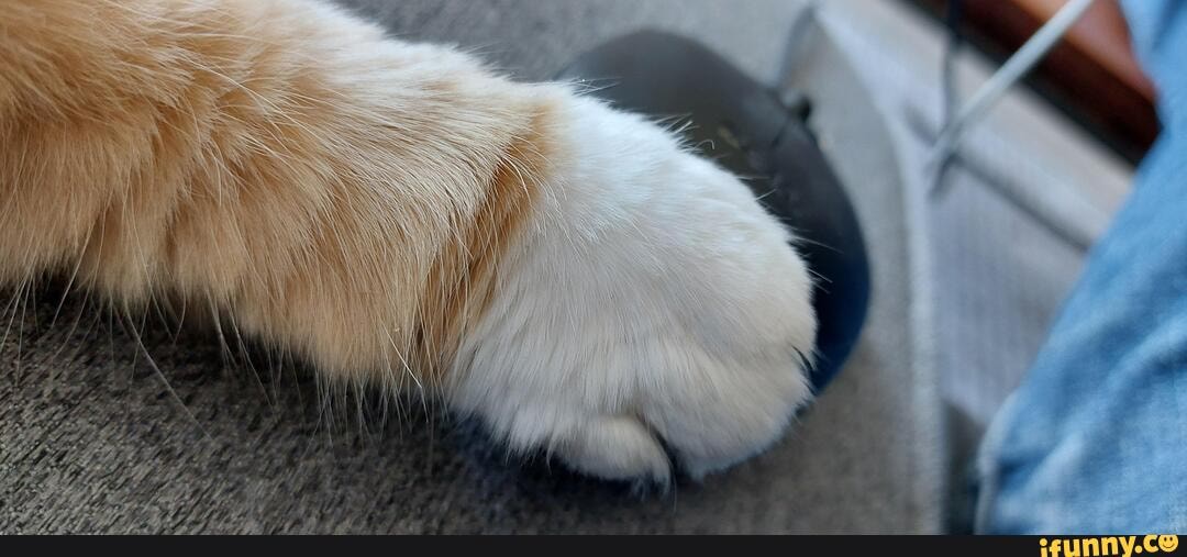 Ginger_cat memes. Best Collection of funny Ginger_cat pictures on iFunny