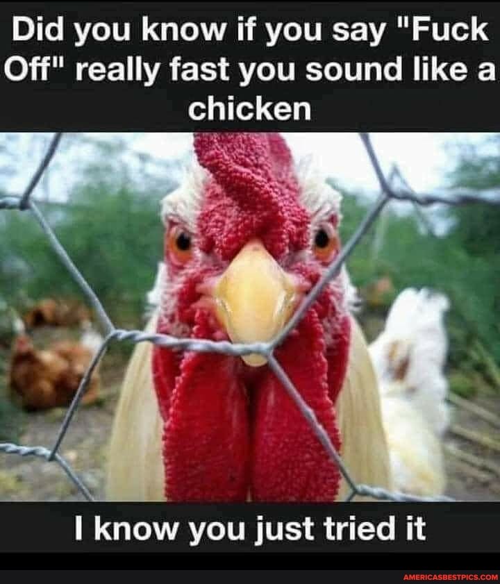 Did you know if you say "Fuck
Off" really fast you sound like a chicken
know you just tried it