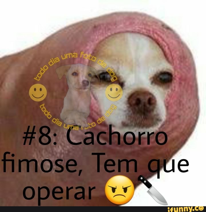8: Câchoro / fimose, Tem operar