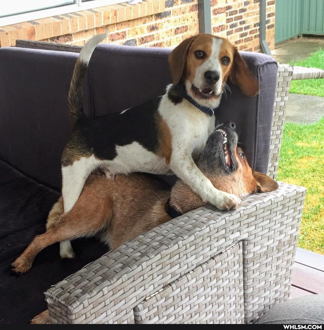 dog, aww
