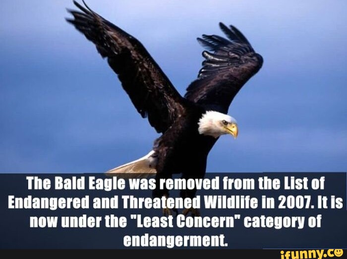 The Bald Eagle was removed from the List of Endangered and Threatened